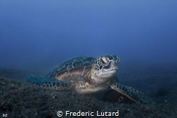 Gree turtle from La reunion Island with its black volcani... by Frederic Lutard 